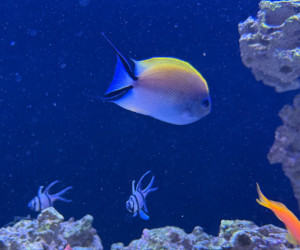 Japanese Swallowtail Angelfish