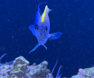 Japanese Swallowtail Angelfish