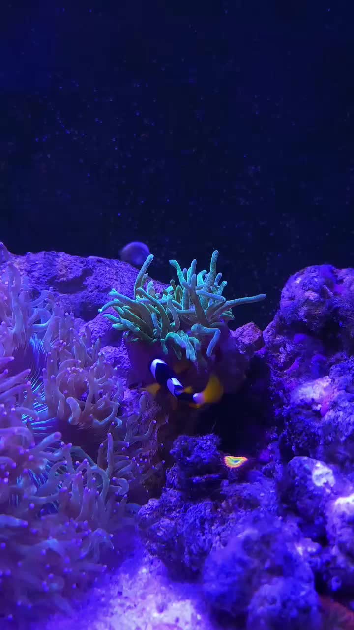 My clarkii clown