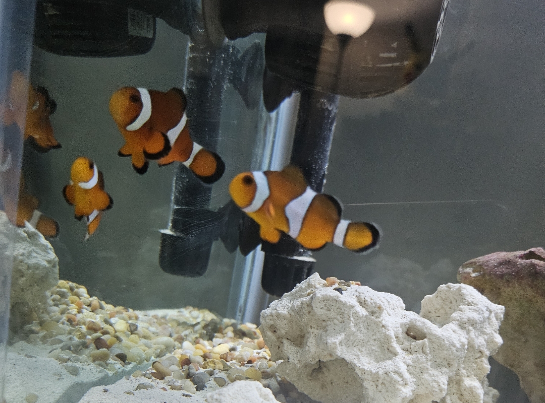 Tank Image