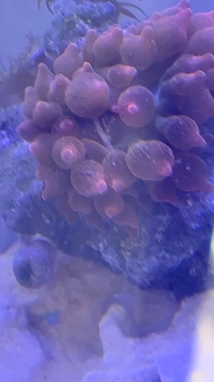 what is this white string across its mouth | ReefBay
