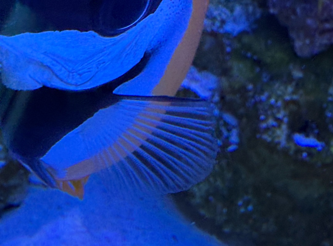 Tank Image