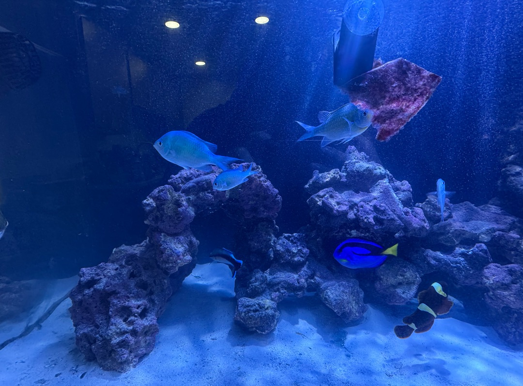Tank Image