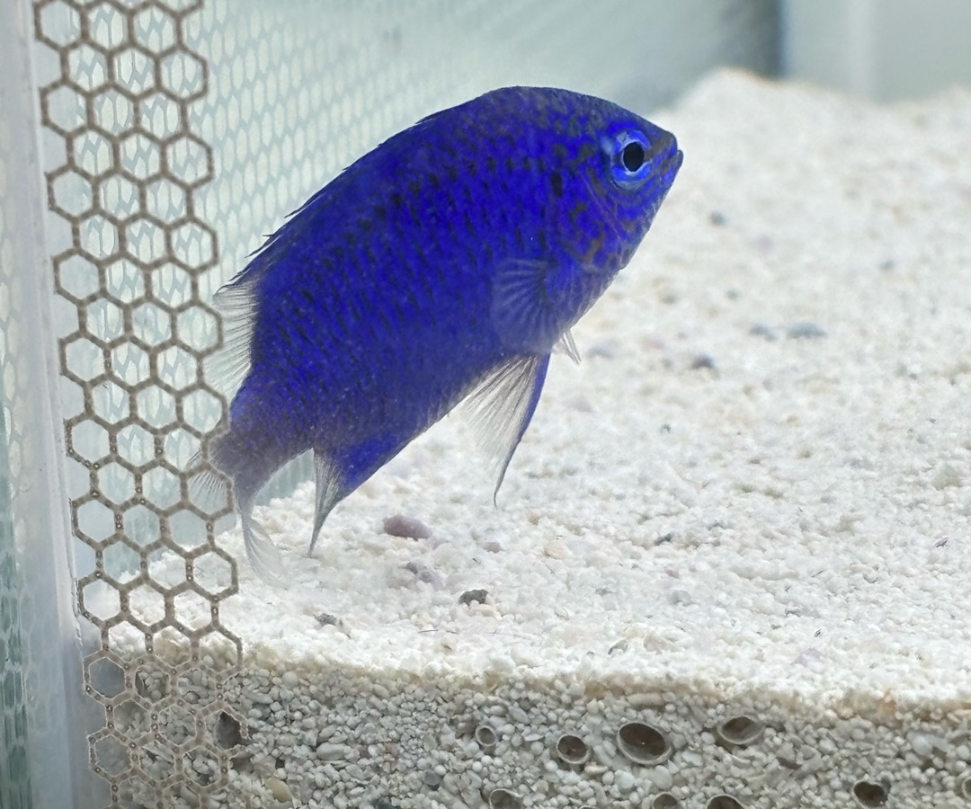 Blue Damselfish