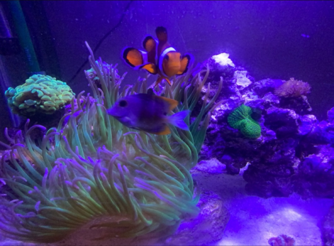 Tank Image