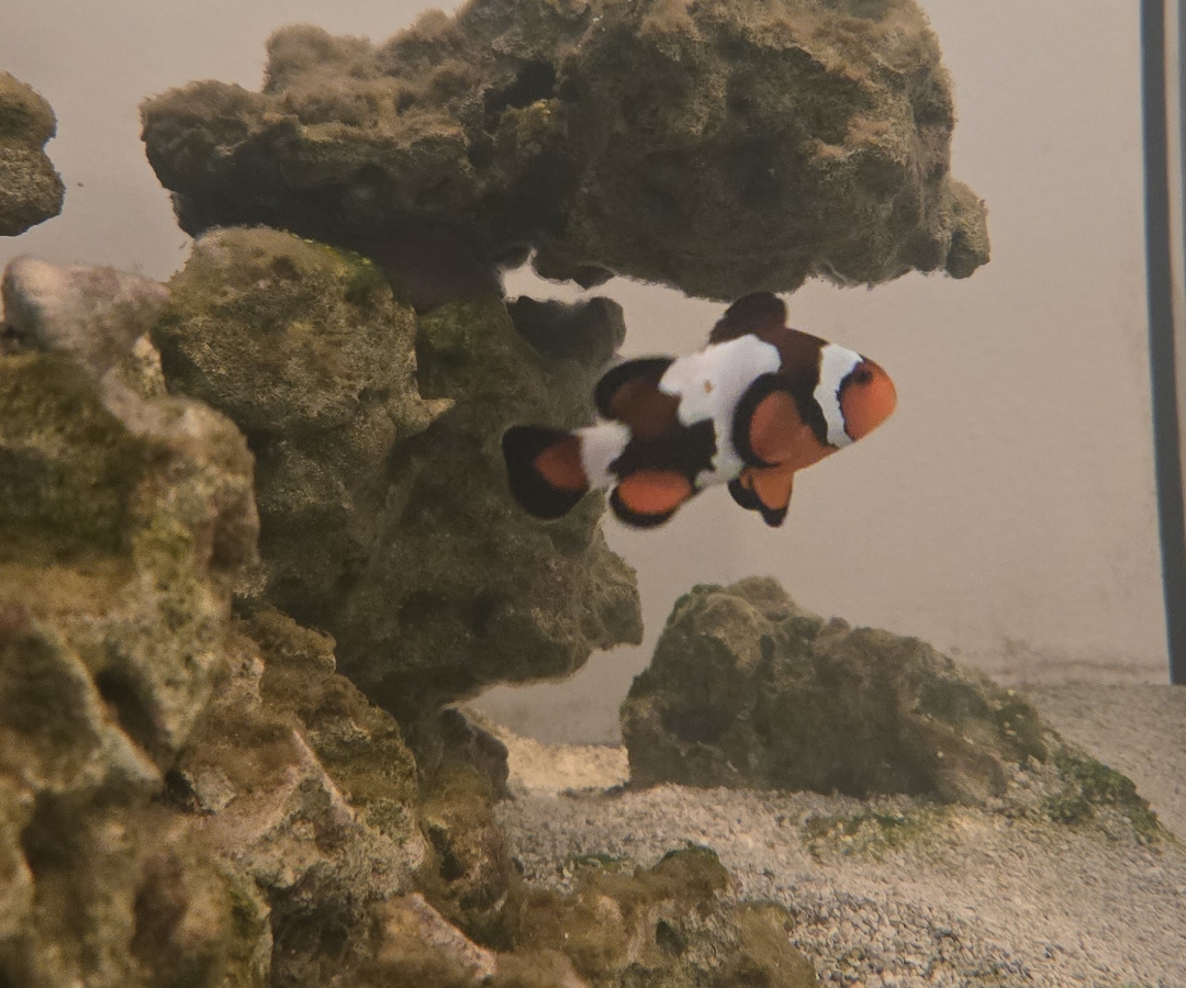 Black Ice Clownfish