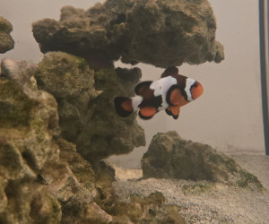 Black Ice Clownfish