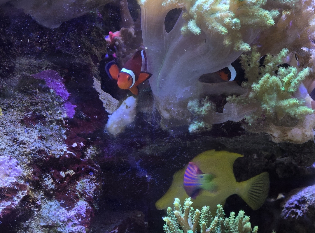Tank Image
