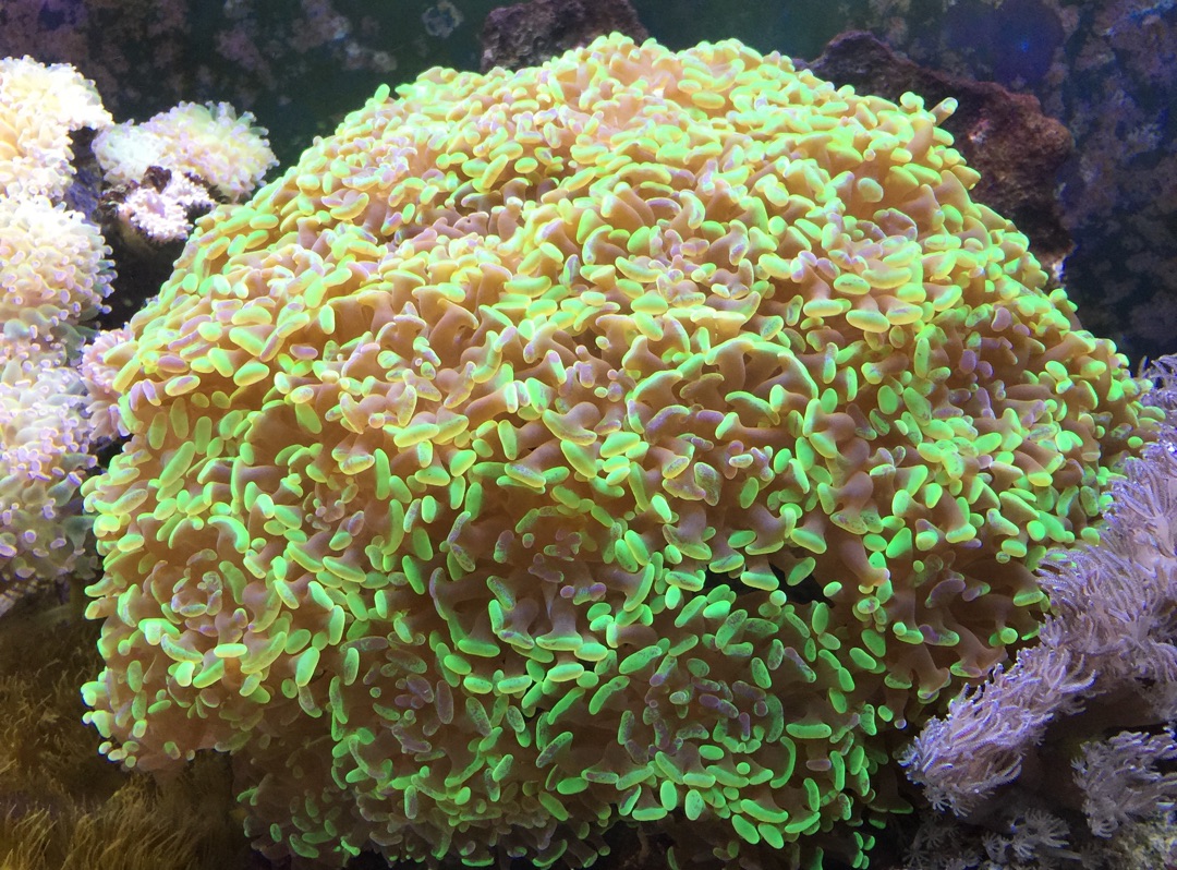 Tank Image