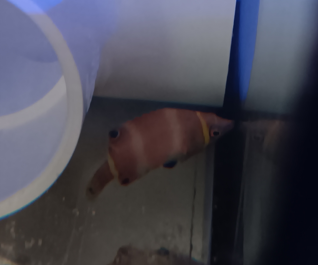 Yellow Banded Possum Wrasse