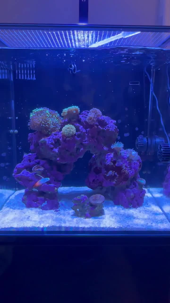 Started dosing all for reef recently. Everything seems to be loving it...