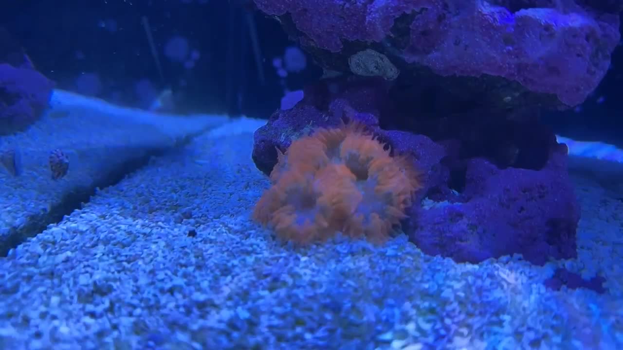 Added my first rock flower anemone! this was the first hour of him bei...