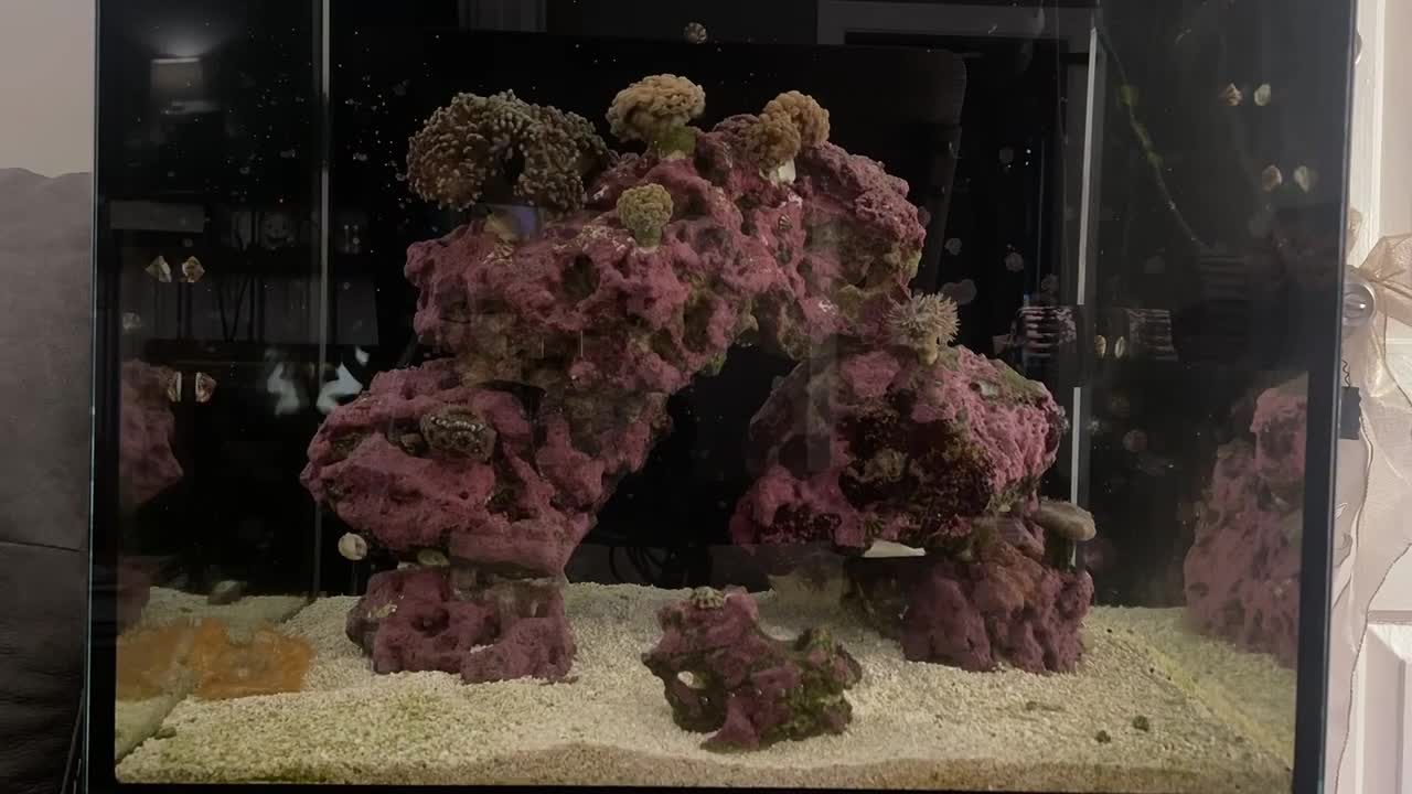 Timelapse of my reef waking up.