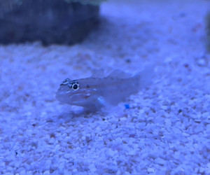 Sand-Canyon Goby