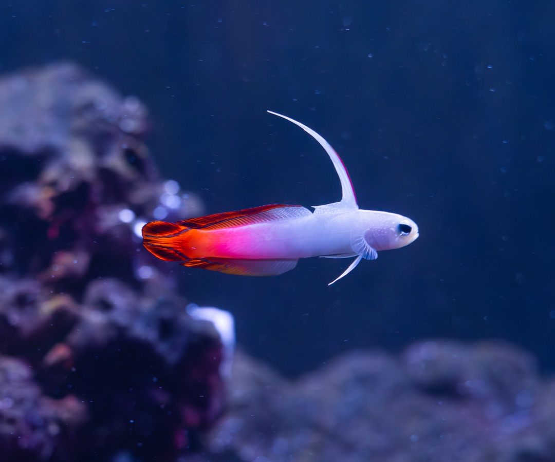 Firefish Goby