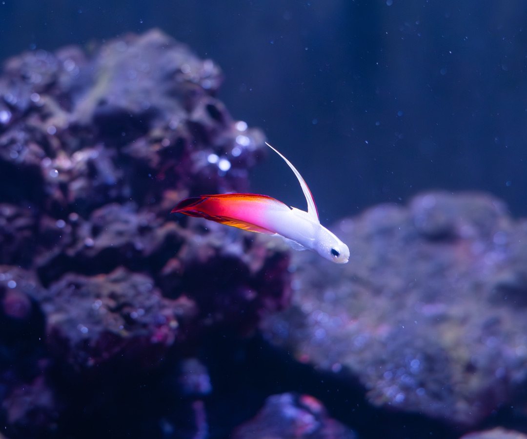 Firefish Goby