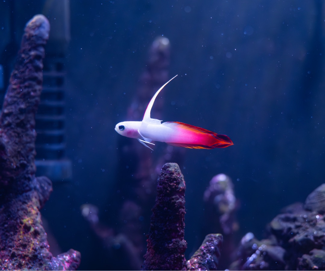 Firefish Goby