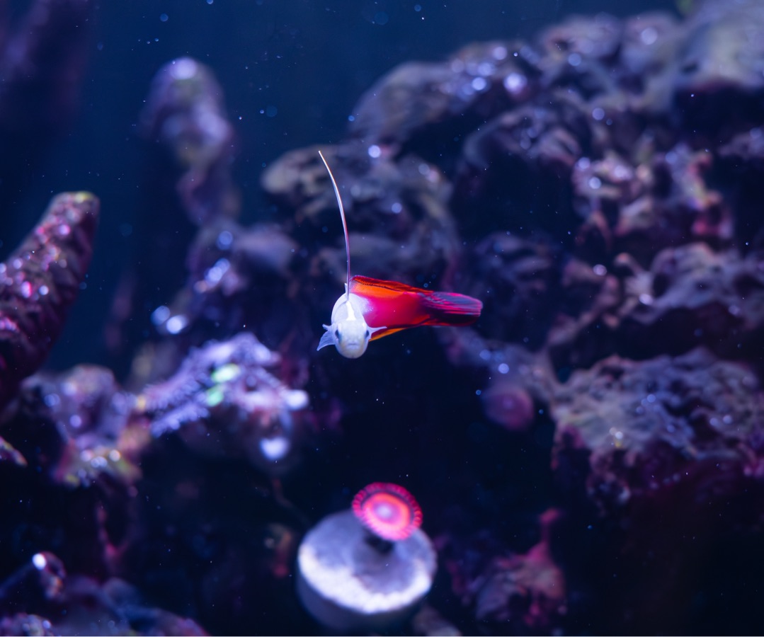 Firefish Goby
