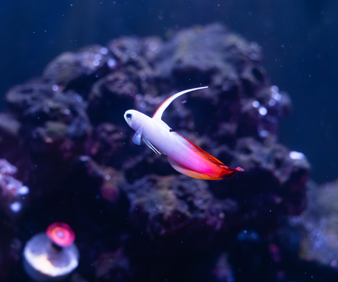Firefish Goby