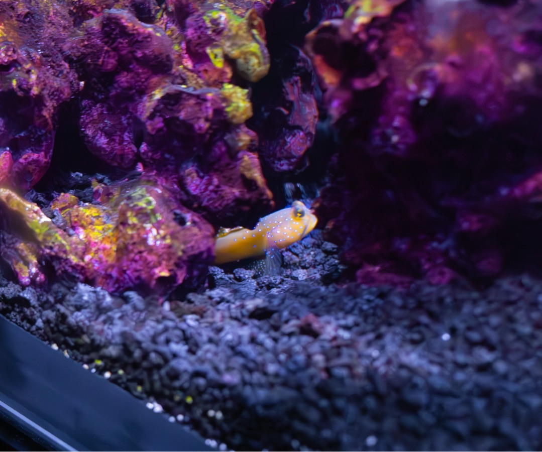 Yellow Watchman Goby