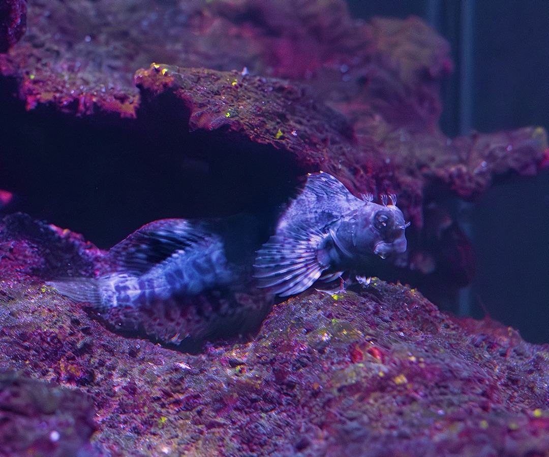 Lawnmower Blenny