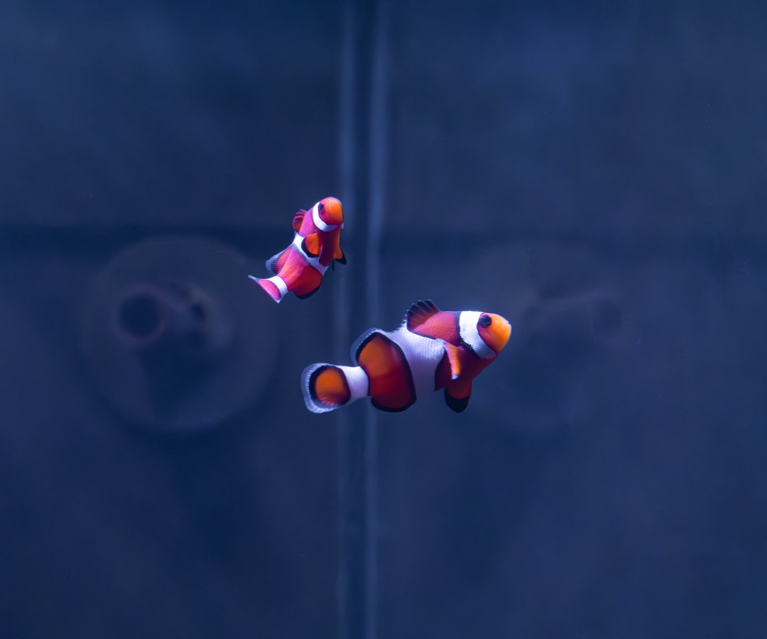 Ocellaris Clownfish