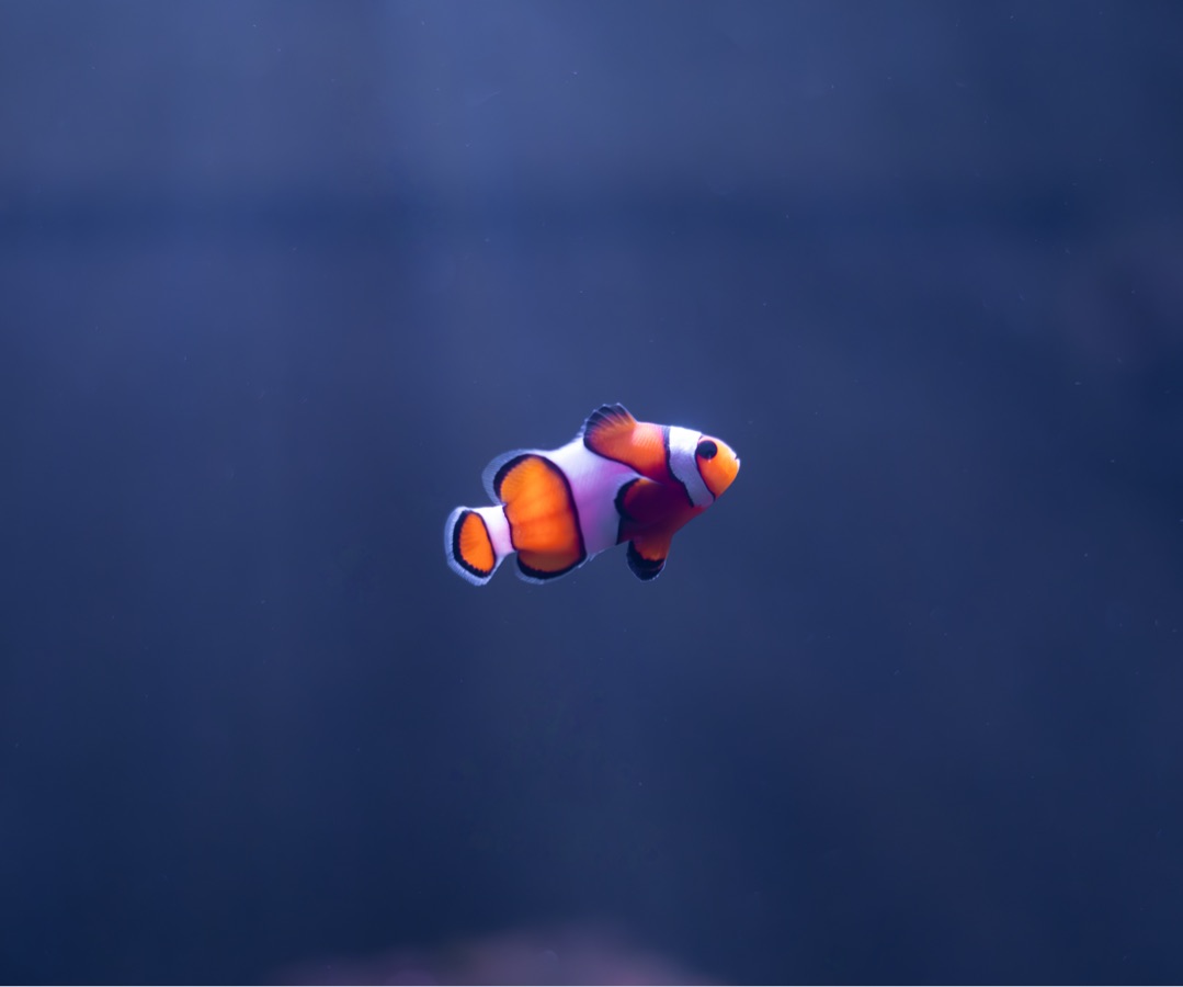 Ocellaris Clownfish