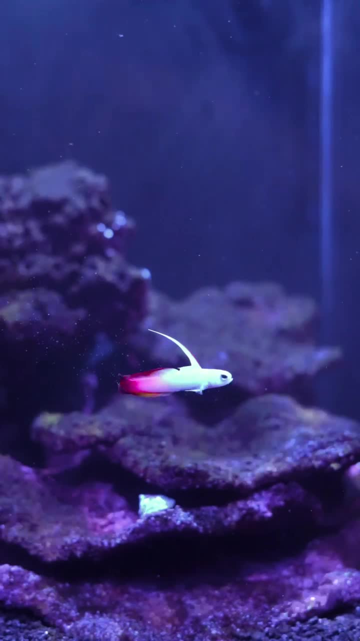 Firefish Goby eating breakfast 🐠