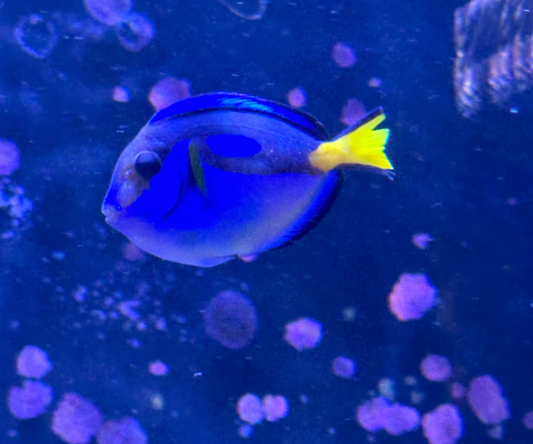 Blue Tang