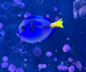 Blue Regal Tang