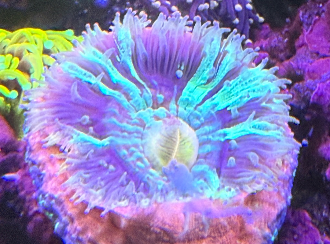 Tank Image