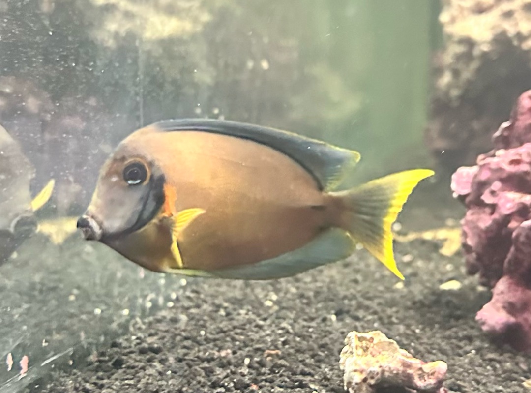 Tank Image