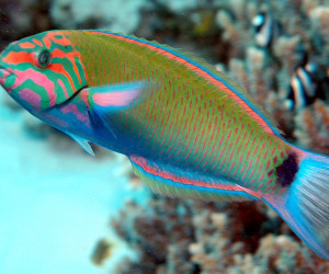 Moon Wrasse