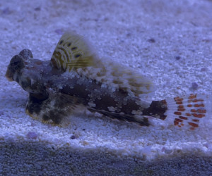 Scooter Blenny