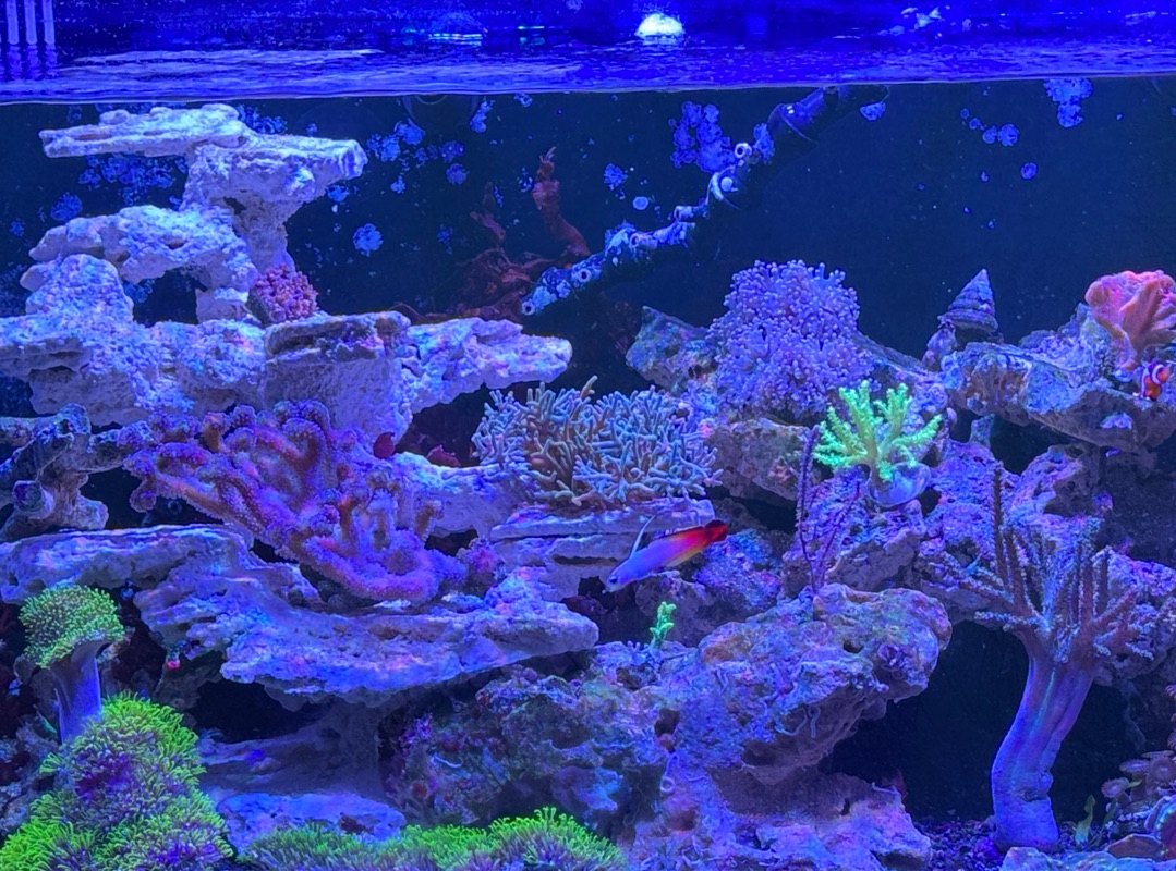 Tank Image