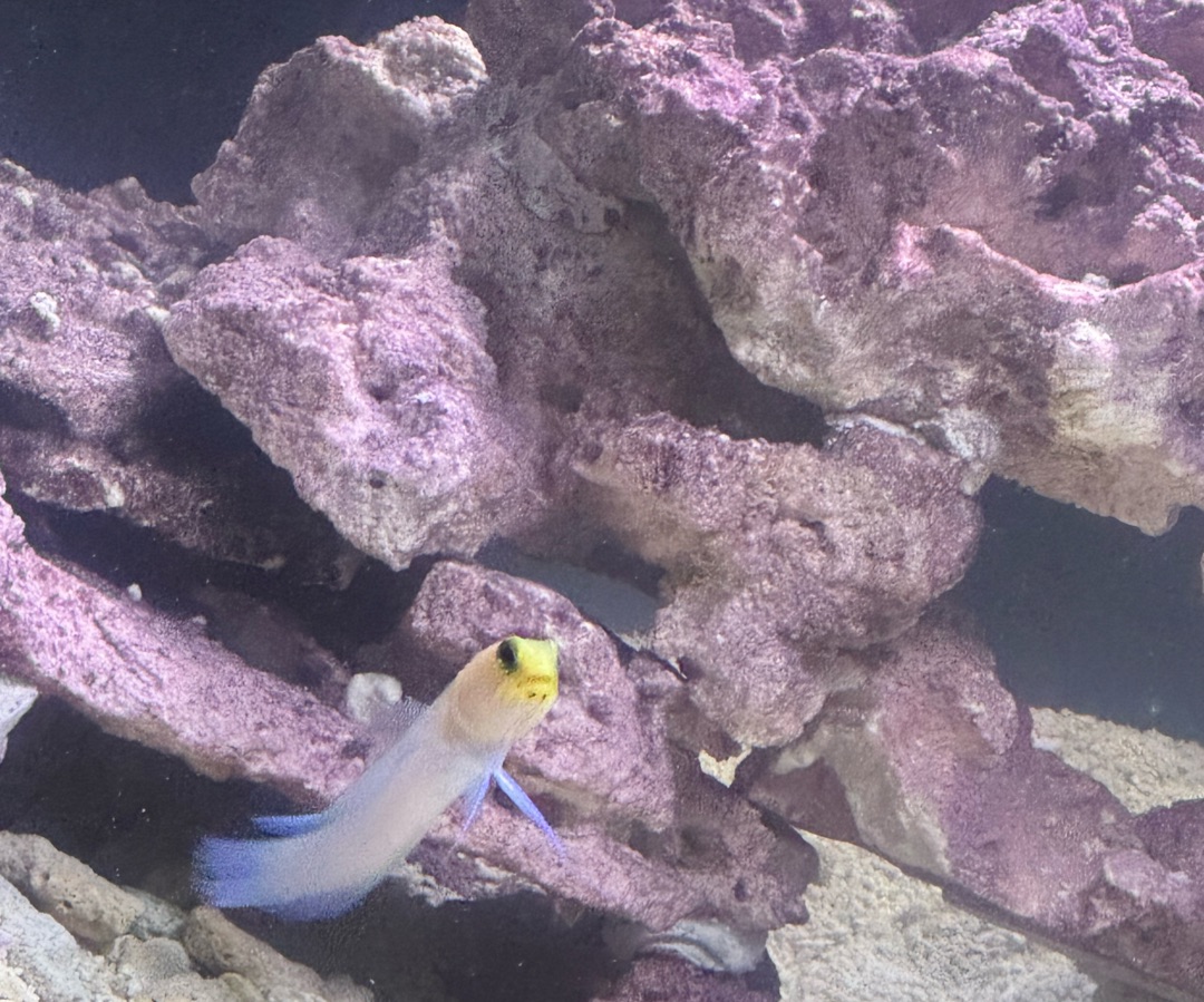 Yellowhead Jawfish