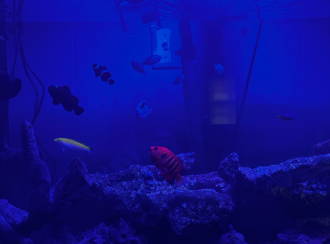 Tank Image