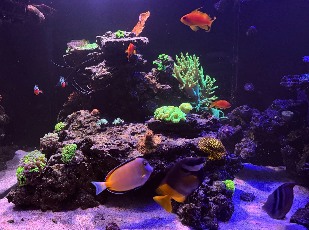 Tank Image