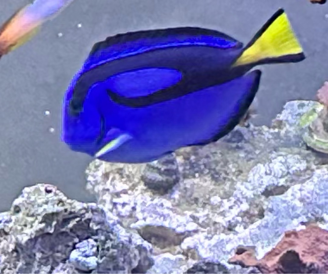 Blue Tang