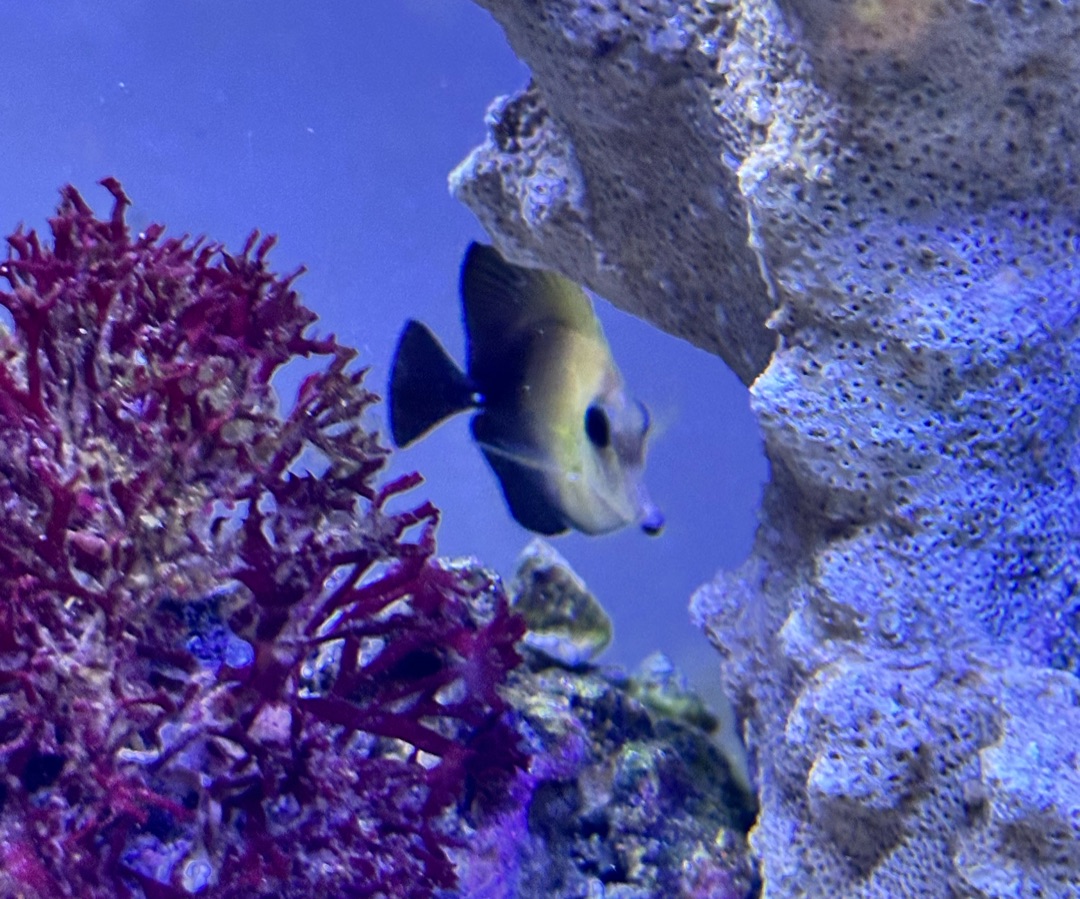 Scopas Tang