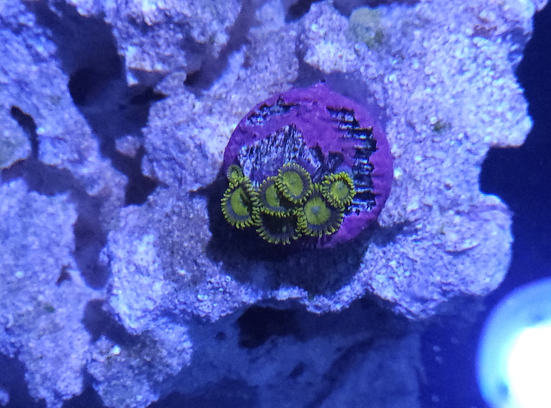 Tank Image