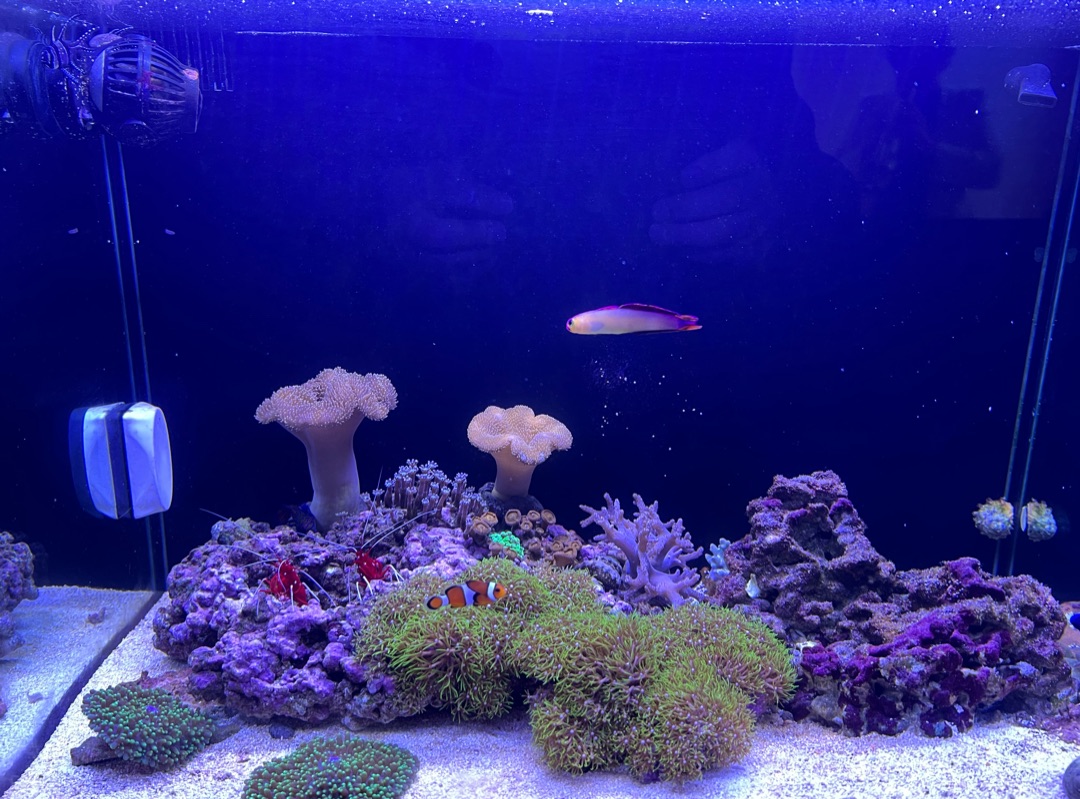 Tank Image