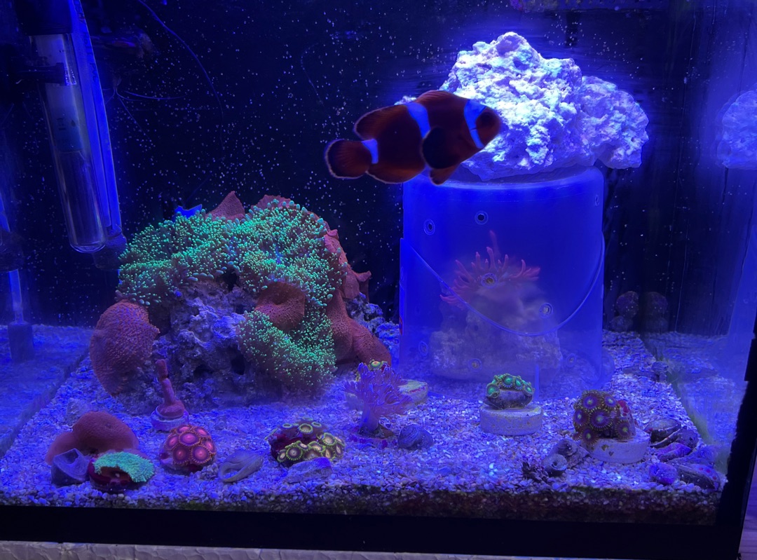 Tank Image