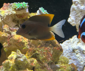 Fish Library Preview