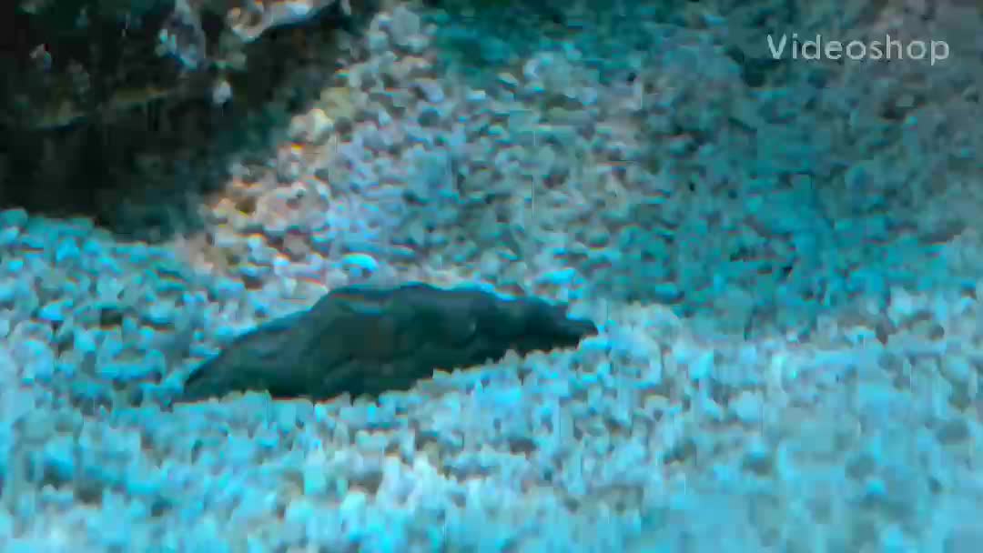 I was at Petco today buying some food for my fish/pets. And spotted this Derasa clam.  It...