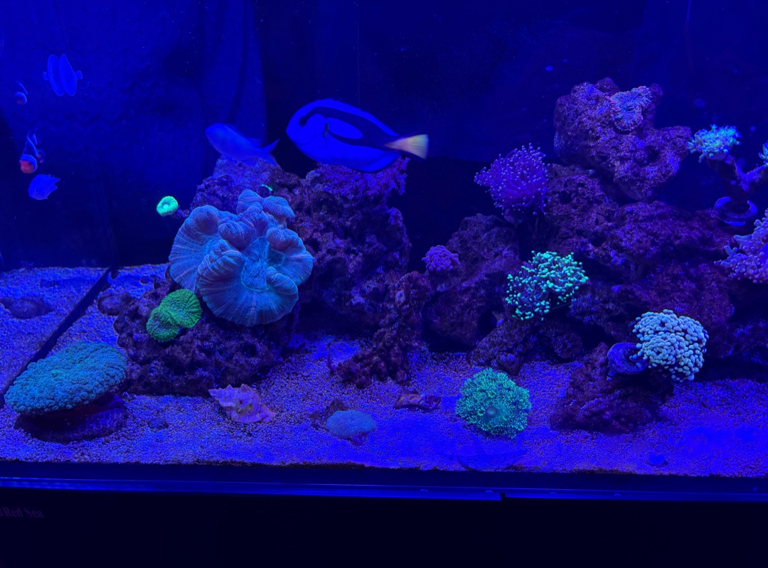 Tank Image