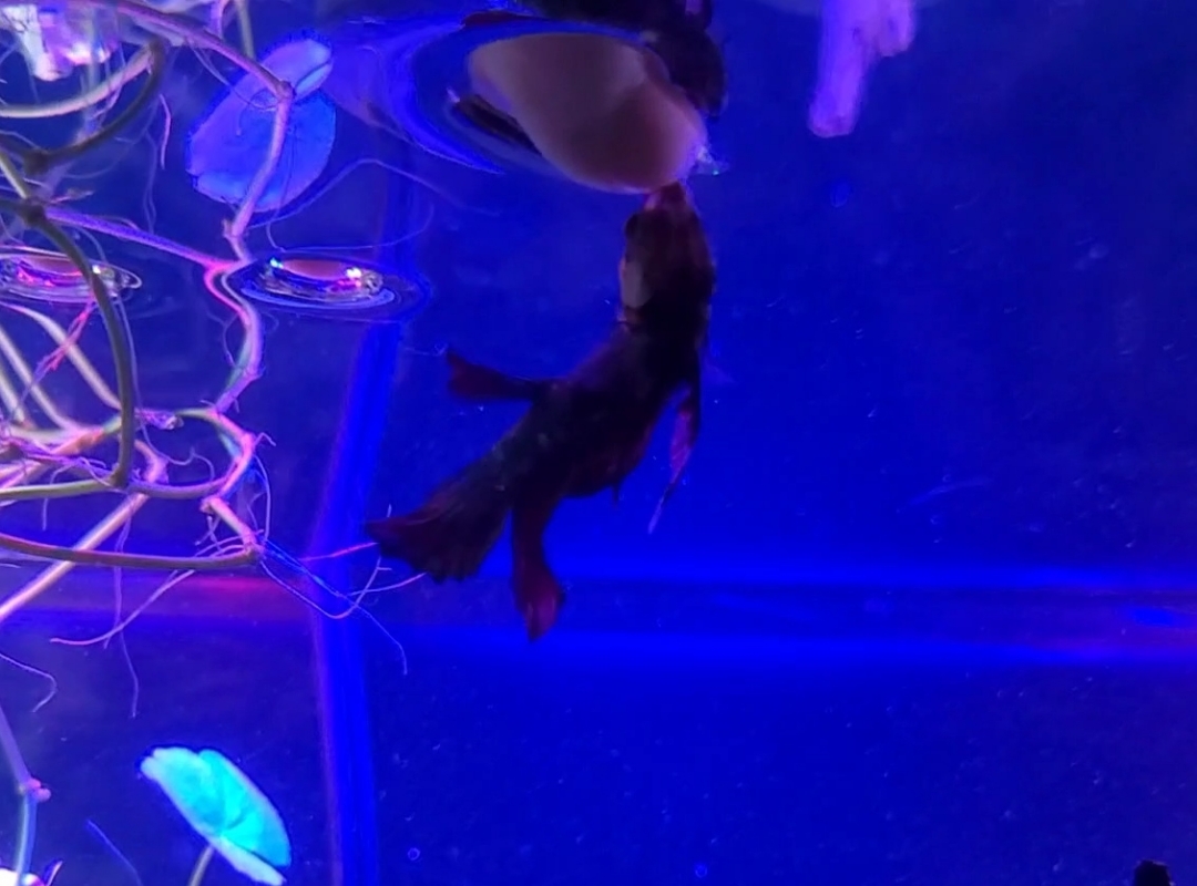 Tank Image