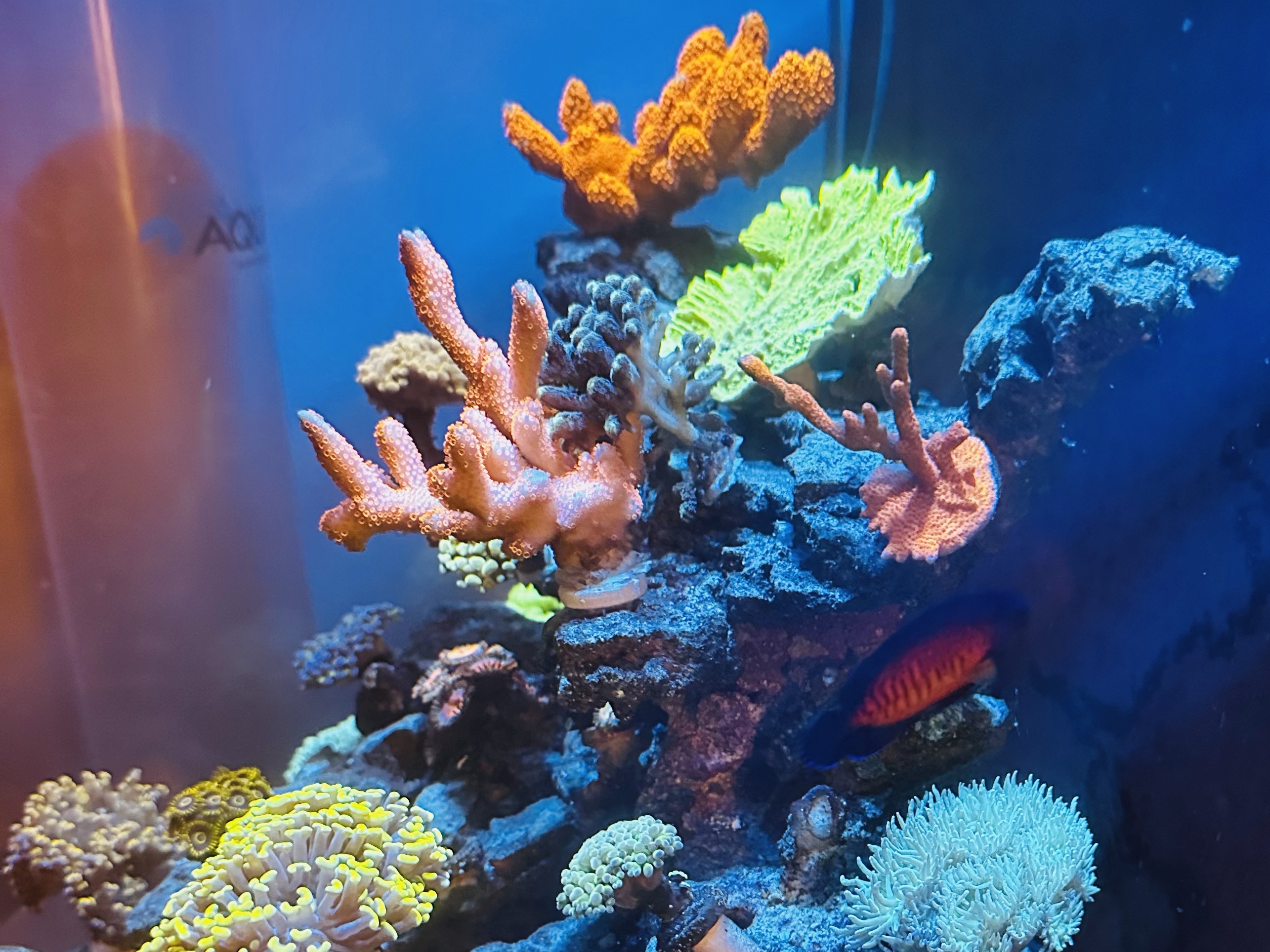Tank Image