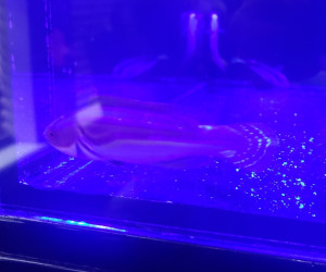 Laboute's Fairy Wrasse