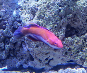 Ruby Longfin Fairy Wrasse